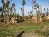 2022-05-20 - Tornado beim Sturmtief Emmelinde Solling - Steinlade bis Gehren (31)